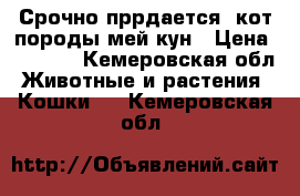 Срочно пррдается  кот породы мей-кун › Цена ­ 5 000 - Кемеровская обл. Животные и растения » Кошки   . Кемеровская обл.